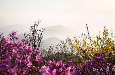 강화 혈구산의 봄