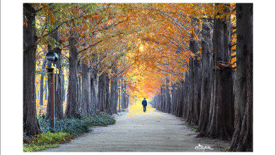 호수공원 ( 마지막 낙엽송)