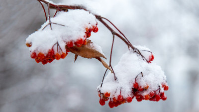 호수공원 snow