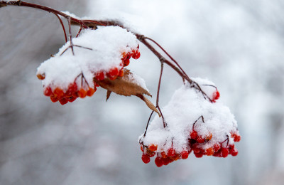 호수공원 snow