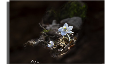 수리산 (변산바람꽃.본홍노루귀)