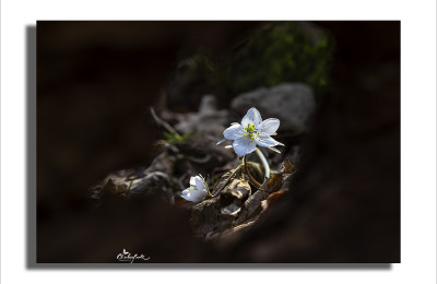 수리산 (변산바람꽃.본홍노루귀)