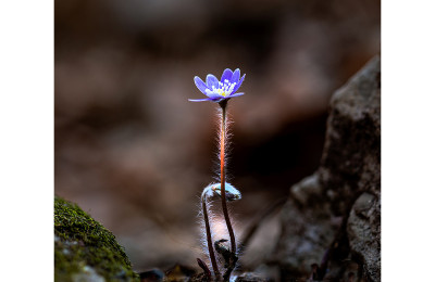 청노루귀