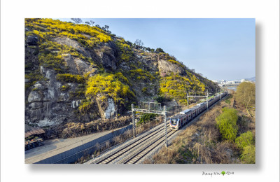 개나리 동산