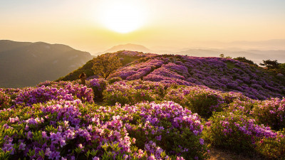 황매산 철쭉