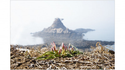 산자고