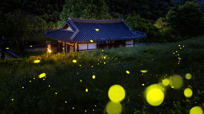 밤의 요정들우 유희