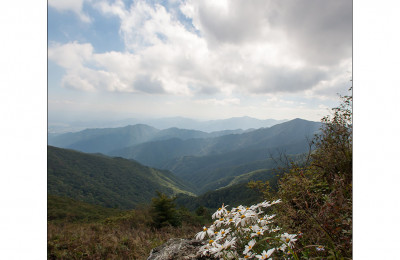 소백산 구절초