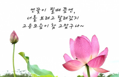 연꽃이야기