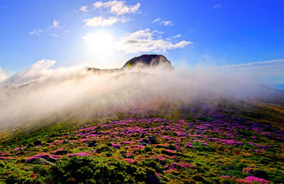 한라산철쭉