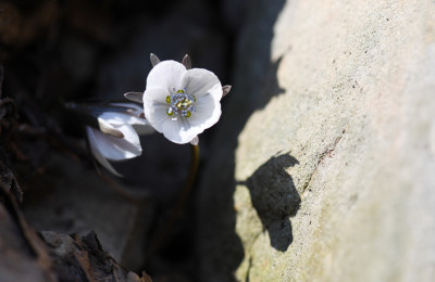 변산바람꽂