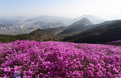 천주산 진달래